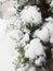 Thuja genus of gymnosperms of conifers of the Cypress family Cupressaceae. The tree bent under the snowdrift