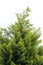 Thuja Green Giant Tree