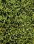 Thuja green natural background. Hedge of thuja trees, close up.