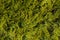 Thuja green natural background, thuja branches texture