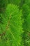 Thuja Green Plant Close up