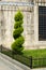 Thuja haircut in a spiral on the lawn on the stone wall background