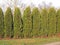 Thuja hedge 2