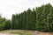 Thuja hedge. Evergreen wall. Green fence. Tall trees. Business services of a professional gardener for gardening. Unkempt garden.
