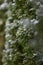 Thuja hedge with hoarfrost as a close up
