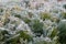 A thuja hedge in winter with frost covered leaves