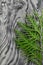 Thuja leaf on grey wooden background