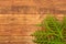 Thuja leaf on wooden background