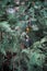 The thuja leaves in close-up view. Late fall, first snow. Good texture and pattern. Dark green colours, low light photo