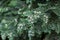 Thuja leaves and immature cones