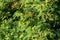 Thuja leaves and immature cones