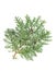 Thuja leaves isolated white background Evergreen plant