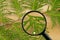 Thuja leaves through magnifying glass on wooden background