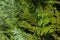 Thuja & x28;life tree& x29; in landscape design is one basic plants and is