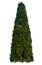 Thuja occidentalis, also known as northern white-cedar or eastern arborvitae, is an evergreen coniferous tree, in the cypress