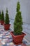 Thuja occidentalis on the colored concrete paving slab in the yard.