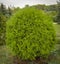 Thuja occidentalis Danica round shape Decorative garden