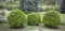 Thuja occidentalis Danica round shape Decorative garden