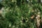 Thuja occidentalis green Christmas xmas branch background. Thuja plicata, Western Red Cedar. . Green Thuja occidentalis