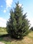 Thuja occidentalis - northern white-cedar, eastern white cedar,