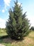 Thuja occidentalis - northern white-cedar, eastern white cedar,