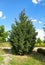 Thuja occidentalis - northern white-cedar, eastern white cedar,