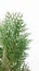 Thuja occidentalis Plant is known as Morpankhi Plant, Thuja occidentalis, Mayurpankhi, Green Thuja leaves, Oriental arborvitae as