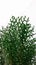 Thuja occidentalis Plant is known as Morpankhi Plant, Thuja occidentalis, Mayurpankhi, Green Thuja leaves, Oriental arborvitae as