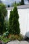Thuja occidentalis \\\'Smaragd\\\' on blooming flower bed in May. Berlin, Germany