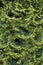 Thuja occidentalis Smaragd Smaragd Goldstrike - branches texture macro