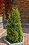 Thuja occidentalis Smaragd Smaragd Goldstrike - evergreen conifer