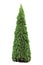 Thuja occidentalis Smaragd, Warm Green American Ar