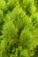 Thuja orientalis