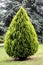 Thuja orientalis, evergreen conifer