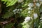 Thuja orientalis with immature cones.