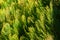 Thuja pine tree leaves hedge close up details background