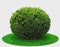 Thuja plant bush or juniper sphere shape