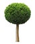 Thuja plant bush or juniper sphere shape tree