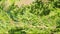 Thuja Plant Leaves. Trees Growing In The Park. Ornamental Garden Plants Theme. Rack focus.