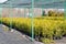 thuja plant in a pot in a garden seedling nursery