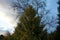 Thuja plicata in February. Thuja plicata is an evergreen coniferous tree in the cypress family Cupressaceae. Berlin, Germany