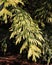 Thuja plicata Zebrina, striped foliage conifer