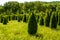 Thuja saplings in the nursery