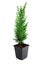 Thuja seedling in a flowerpot