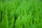 Thuja small coniferous ornamental plant green background