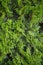 Thuja smaragd closeup photo. green leaves of needles