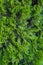 Thuja smaragd closeup photo. green leaves of needles