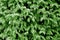 Thuja texture in green color.