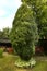 Thuja tree on formal garden background