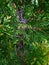 Thuja tree with juicy bright branches with a gradient of green